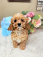 Baxter, a male Cavapoo for sale in Foley, AL – Photo 2 of 3