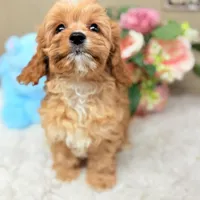 Tiny Baxter Cavapoo F1 4.5 lbs, a male Cavapoo for sale in Foley, AL – Photo 3 of 3