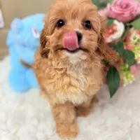 Tiny Baxter Cavapoo F1 4.5 lbs, a male Cavapoo for sale in Foley, AL – Photo 1 of 3