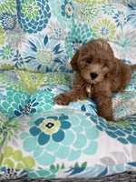 Debbie F1B Cavapoo, a female Cavapoo for sale in Foley, AL – 3 of 4