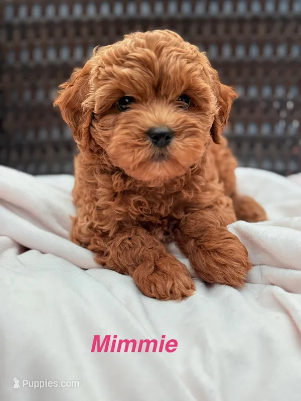 Minnie Ruby Cavapoochon Female Forever Teddy – Cavapoo puppy for sale in Foley, AL