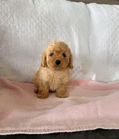 Luna F1B Cavapoo Puppy, a female Cavapoo and Poodle - Toy  for sale in Foley, AL – 1 of 1