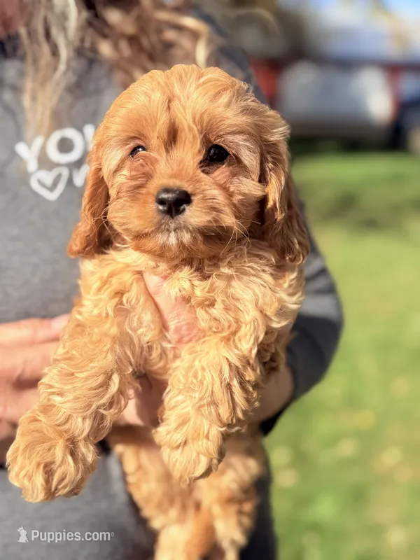 Jazzie Female Adorable Cavapoo F1 – Cavapoo, Cavalier King Charles Spaniel puppy for sale in Foley, AL