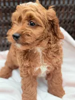 Rosetta Ruby Cavapoochon Female Forever Teddy, a female Cavapoo for sale in Foley, AL – 3 of 3