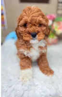 Charlie F1 Cavapoo Ruby with Tuxedo, a male Cavapoo for sale in Foley, AL – Photo 3 of 3