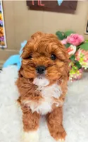 Charlie F1 Cavapoo Ruby with Tuxedo, a male Cavapoo for sale in Foley, AL – Photo 1 of 3