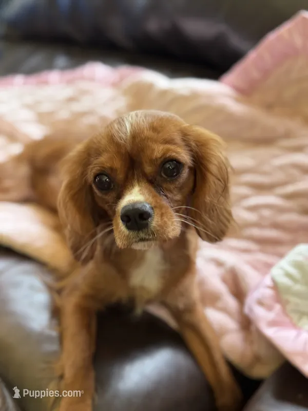 Princess Ruby Rachel Foundation Training – Cavalier King Charles Spaniel puppy for sale in Foley, AL