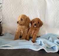 Ruby Stevie Cavapoo F1B, a male Cavapoo and Poodle - Toy  for sale in Foley, AL – 2 of 2