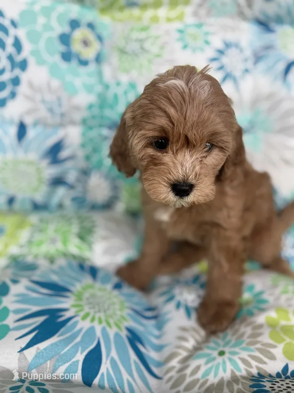 Debbie F1B Cavapoo – Cavapoo puppy for sale in Foley, AL