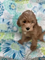 Debbie F1B Cavapoo, a female Cavapoo for sale in Foley, AL – 2 of 4