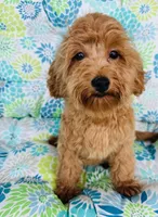 Banks Foundation Training, a male Cavapoo for sale in Foley, AL – 2 of 2