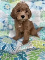 Debbie F1B Cavapoo, a female Cavapoo for sale in Foley, AL – 4 of 4