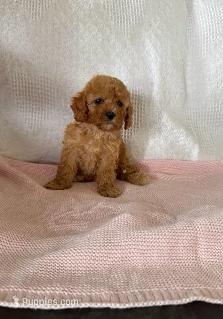 Bella Cavapoo F1B – Cavapoo, Poodle - Toy  puppy for sale in Foley, AL