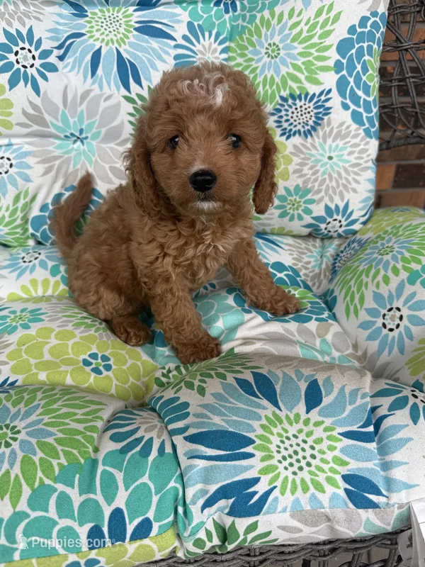 Daisey F1B Cavapoo – Cavapoo puppy for sale in Foley, AL