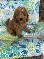 Daisey F1B Cavapoo, a female Cavapoo for sale in Foley, AL – 1 of 4