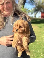 Jazzie Female Adorable Cavapoo F1, a female Cavapoo and Cavalier King Charles Spaniel for sale in Foley, AL – 4 of 4