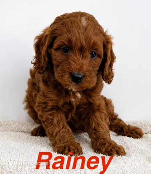 Rainey – Cavapoo, Poodle - Toy  puppy for sale in Foley, AL