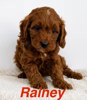 Rainey, a female Cavapoo and Poodle - Toy  for sale in Foley, AL – 1 of 1