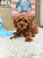 Asher, a male Cavapoo and Poodle - Toy  for sale in Foley, AL – Photo 2 of 4