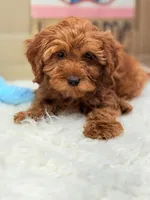 Asher, a male Cavapoo and Poodle - Toy  for sale in Foley, AL – Photo 3 of 4