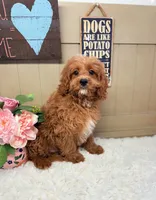 Ardie, a male Cavapoo and Poodle - Toy  for sale in Foley, AL – Photo 1 of 3
