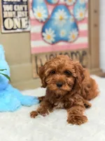 Asher, a male Cavapoo and Poodle - Toy  for sale in Foley, AL – Photo 1 of 4
