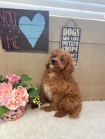 Ardie, a male Cavapoo and Poodle - Toy  for sale in Foley, AL – Photo 2 of 3