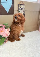 Ardie, a male Cavapoo and Poodle - Toy  for sale in Foley, AL – Photo 3 of 3