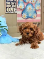 Asher, a male Cavapoo and Poodle - Toy  for sale in Foley, AL – Photo 4 of 4