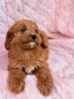 Ginger Ruby F1B Cavapoo Puppy, a female Cavapoo and Poodle - Toy  for sale in Foley, AL – 2 of 3