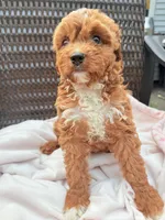 Poppy Cavapoochon Teddy Female Ruby, a female Cavapoo for sale in Foley, AL – 2 of 6