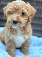 Ziggy Male Cavapoochon Forever Teddy, a male Cavapoo for sale in Foley, AL – 4 of 4