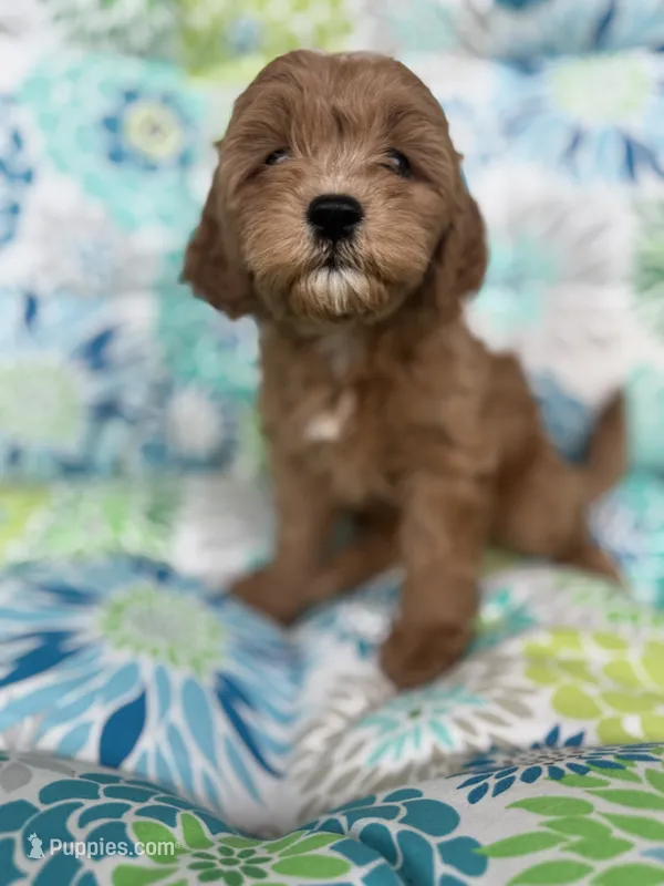 Debbie F1B Cavapoo – Cavapoo puppy for sale in Foley, AL