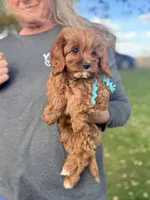 Gorgeous Gunner Ruby White Cavapoo Puppy F1, a male Cavapoo and Cavalier King Charles Spaniel for sale in Foley, AL – 1 of 3
