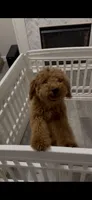 Donnie Cavapoo F1B Trained, a male Cavapoo for sale in Foley, AL – 1 of 1