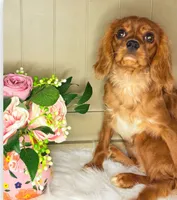 Princess Ruby Rachel Foundation Training, a female Cavalier King Charles Spaniel for sale in Foley, AL – 1 of 1