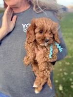 Gorgeous Gunner Ruby White Cavapoo Puppy F1, a male Cavapoo and Cavalier King Charles Spaniel for sale in Foley, AL – 3 of 3