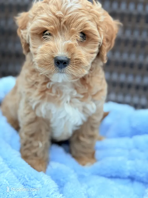 Poppy Male Cavapoochon Forever Teddy – Cavapoo puppy for sale in Foley, AL