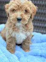 Ziggy Male Cavapoochon Forever Teddy, a male Cavapoo for sale in Foley, AL – 2 of 4
