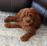 Rainey F1B Cavapoo, a female Cavapoo for sale in Foley, AL – 2 of 2