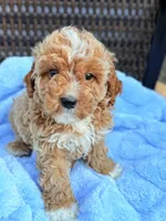 Finny Tuxedo Cavapoochon Male Forever Teddy, a male Cavapoo for sale in Foley, AL – 2 of 4