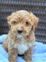 Ziggy Male Cavapoochon Forever Teddy, a male Cavapoo for sale in Foley, AL – 3 of 4