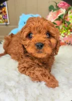 Callie Cavapoo F1, a female Cavapoo for sale in Foley, AL – Photo 1 of 2