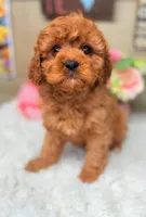Callie Cavapoo F1, a female Cavapoo for sale in Foley, AL – Photo 2 of 2