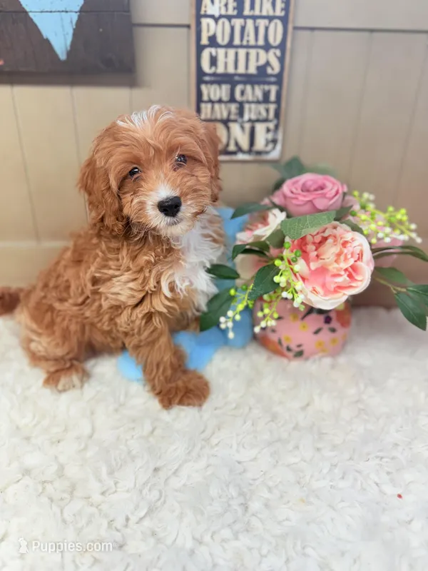 Tuxedo Alfie Cavapoo F1B – Cavapoo, Poodle - Toy  puppy for sale in Foley, AL