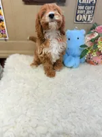 Tuxedo Alfie Cavapoo F1B, a male Cavapoo and Poodle - Toy  for sale in Foley, AL – Photo 4 of 4