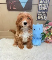 Tuxedo Alfie Cavapoo F1B, a male Cavapoo and Poodle - Toy  for sale in Foley, AL – Photo 3 of 4