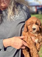 Chloe Red and White Cavapoo F1, a female Cavapoo and Cavalier King Charles Spaniel for sale in Foley, AL – 3 of 3