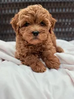 Minnie Ruby Cavapoochon Female Forever Teddy, a female Cavapoo for sale in Foley, AL – 2 of 4