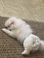 Oso, a male Pomeranian for sale in Bakersfield, CA – 2 of 2